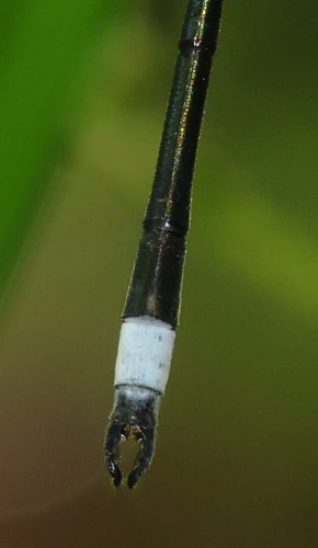 Lestes vigilax (Swamp Spreadwing) - female